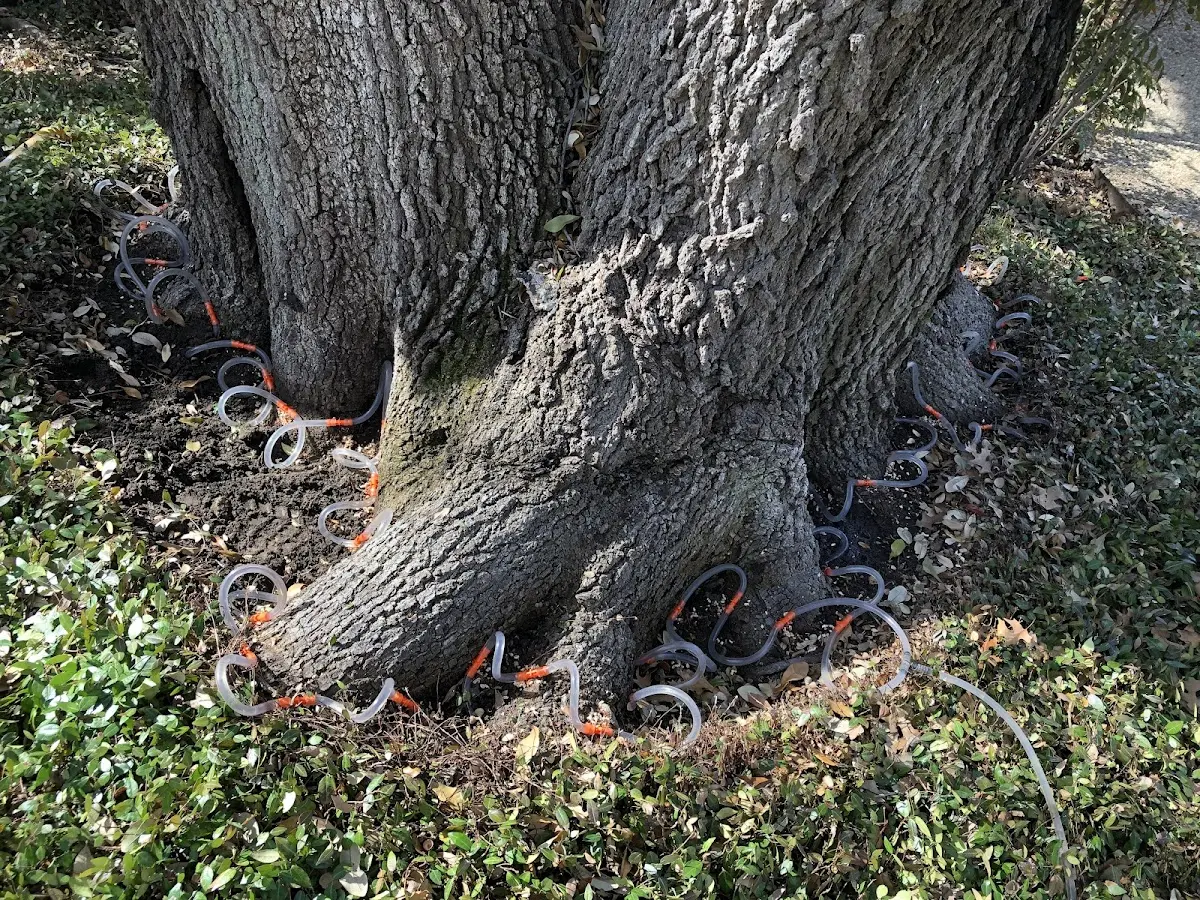 Detailed Tree Cabling and Bracing job site in Goree