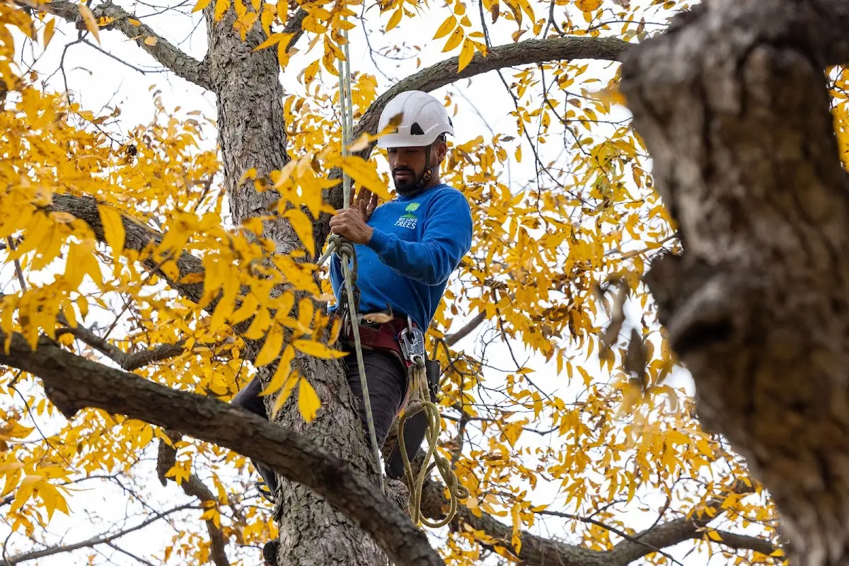 Skilled Tree Trimming crew working in Goree