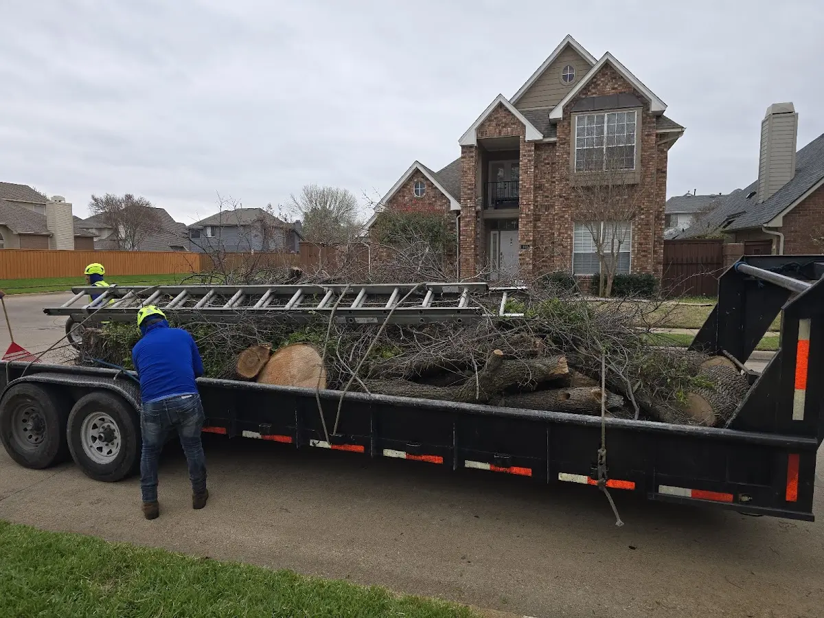 Expert Tree Removal with proper safety equipment in Goree